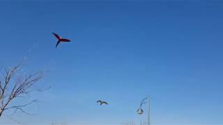 부산 대저 생태공원 홍금강 앵무새 홍금이와 청금강 앵무새 금강이 멋진 자유비행