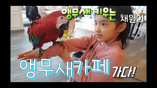 키우는 코뉴어앵무새를 앵무새카페에 데리고 가서!! 같이 놀았어요