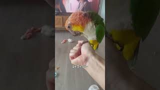 카이큐 앵무새 놀리기ㅋㅋㅋ