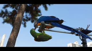 청금강 앵무새 청하 & 아마존 앵무새 소주 싸움 누가 이길까요? 반전편도 있습니다