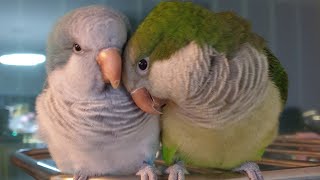 퀘이커앵무새 Quakerparrot 순도리♡부츄 (부츄야!!! 부츄는 못말려~)