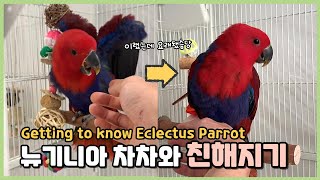 뉴기니아 차차와 친해지기 | Getting to know Eclectus Parrot