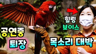 난리난 앵무새 사육사 누나랑 꽁냥꽁냥 반응 역대급 애니멀톡 영상 풀어봐요 슈퍼 윙스 Super Wings Bird Animal Talk
