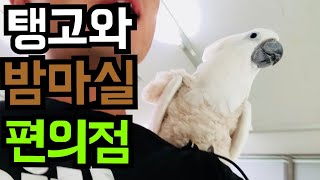 앵무새와 밤산책