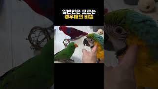 일반인은 모르는 앵무새의 비밀 (앵무새가 좋아하는 부위를 긁어주면 앵무새는 털을 부풀립니다. 털을 부풀릴 때의 모습 너무 귀엽지 않나요??)