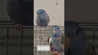 유리앵무 #parrotlet #유리앵무 #제일작은앵무새