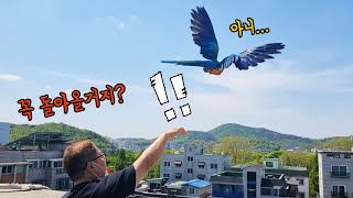 도심지에서 앵무새를 날리면 어떻게 될까? [TV생물도감…