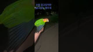 #카이큐앵무새 #팡이 #날고싶은앵무새