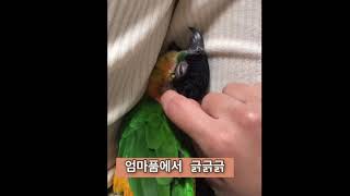 사랑스러운 카이큐앵무 긁긁