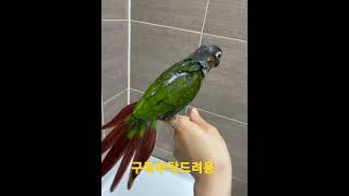 목욕한 코뉴어앵무새 대추 #shorts