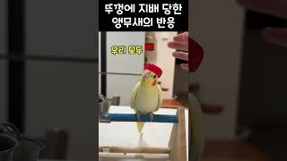 뚜껑에 지배 당한 앵무새의 반응 #동물 #animals