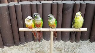 [앵무파파] 앵무새들 봄나들이 산책 (코니, 베리, 연…