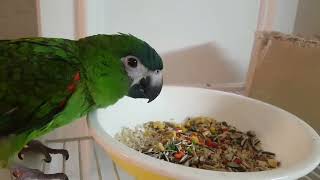 앵무새 먹방 parrot eating food 썬코뉴어 한스마카우sunconure  hahnsmacaw