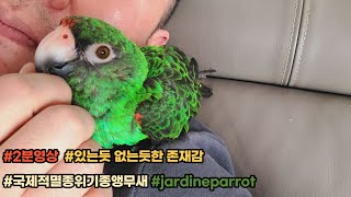 [2분영상] 볼때마다 뭔가 짠해지는 자딘앵무 딘딘이