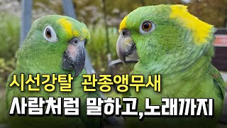 관종앵무새를 보셨나요? | 노래부르고 말도잘하는 카사노…