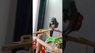 23 year old rescue Severe Macaw talking saying hello!