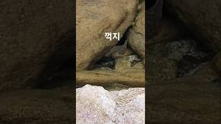 #꺽지와 1급보호종 금강모치 #꺽지와 금강모치와 공생