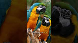 The Macaw – The Smartest & Most Colorful Parrot! #wildlifewhiz #ytshorts #animalfacts #macaw #birds