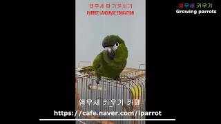 앵무새 말 가르치기  [ Parrot Language Education ]