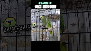 [수리] 경찰 따라하는 앵무새 / 캠플러스로 펫cctv…
