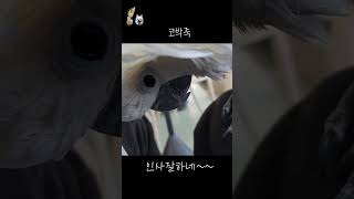 인사 잘하는 앵무새 델타 #델타 #코카투 #하이브리드코…