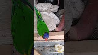 참외로 유혹 해도 알 통 접근은 불까 이제  부화 잘 …