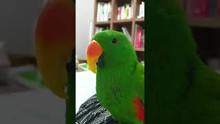 뉴기니아 앵무세