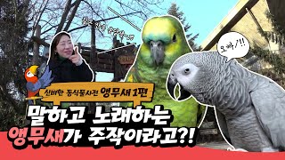 [신비한동식물사전] 에버랜드 말하는 앵무새 주작설 파헤치러 간 지명이가 본 것은?!!!