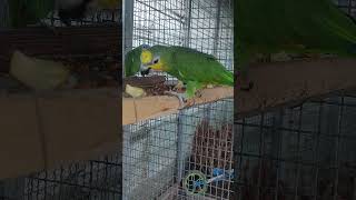 텃밭 무농약 무제초 작업 완료 하고 항아리 「뚜껑」카페에서 ㅎ 산삼 썩은 물로 ㅎㅎ커피 한잔중~