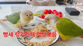 #10  빵새 럭키라떼 먹방모음/앵무새,코뉴어,럭키라떼,먹방