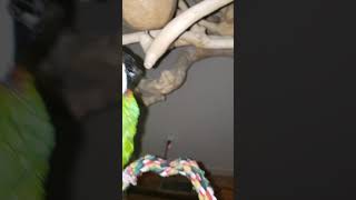 Emmy the severe macaw stepping…