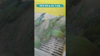 아기 할리퀸마카우 태어난 지 1개월 반이나 됐을까?  …