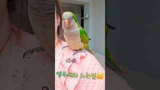 숨박꼭질이 더 하고싶었던 마리#똥마리 #귀여운앵무새 #…