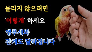 앵무새가 자꾸 물어요…  이렇게 하니까 진짜 달라졌어요…