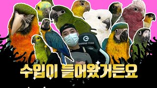 이번 수입은 대박 입니다! (with 할리퀸,엄브렐라,갈라 등등)