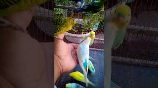 This Amazon bird toy is SO COO…