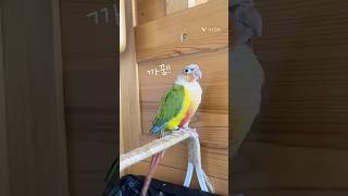 까꿍! 하는 앵무새 #코뉴어 #앵무새 #박앵초