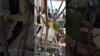 나뭇가지가좋은 코뉴어