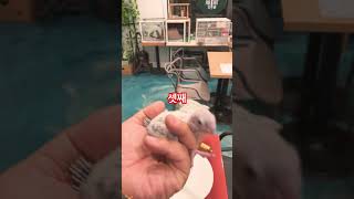 코뉴어 오형제를 부탁해