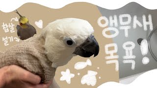 앵무새 목욕
