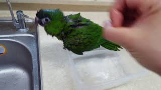 한스마카우 앵무새 목욕배우기 / Hahn&#39;s b…