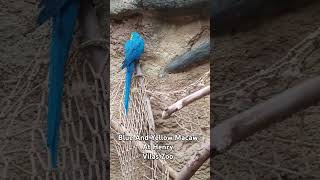Blue And Yellow Macaw At Henry…