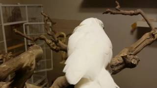 누룽지를 사랑하는 코카투 (유황앵무) 꼬까