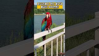 미사리에서 만난 앵무새(홍금강앵무), 몸값이 900만원…