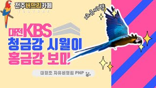 [앵무새자유비행]청금강시월이,홍금강보미 대전KBS