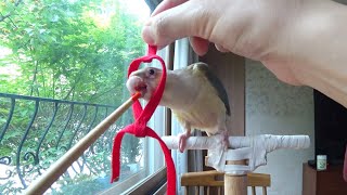 [앵무새훈련] 8회-하네스 적응 훈련 parrot harness training