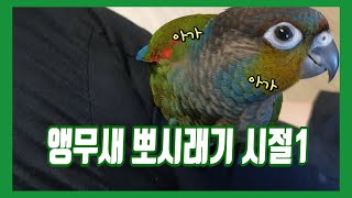 앵무새 2개월 아가때 영상 Baby parrot video