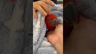 새 식구 뉴기니아 릴리 #앵무새 #리프패럿방학동점 #새식구 #말하는앵무새 #뉴기니아앵무새 #뉴기니아