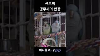 앵무새의 산토끼 합창 #노래하는앵무새 #퀘이커앵무새 #산토끼합창 #말하는앵무새 #산토끼앵무새 #앵무새하늘이와바다 #퀘이커노래 #퀘이커산토끼 #퀘이커목소리