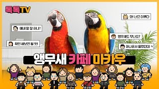 [양평군] Hi 양평  - 카페 마카우